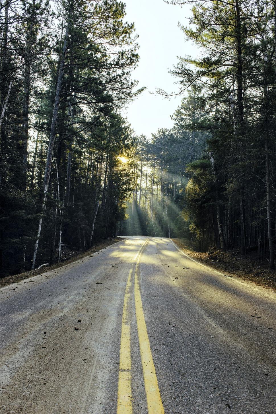 Free Image of Road in Forest  