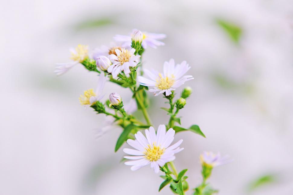 Free Image of White Flower buds  