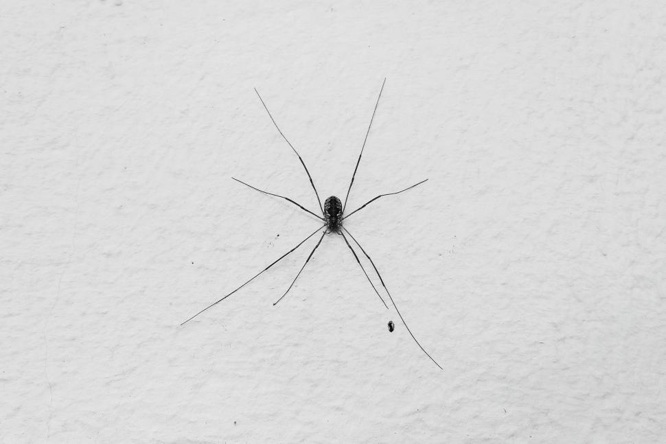 Free Image of Spider (animal)  