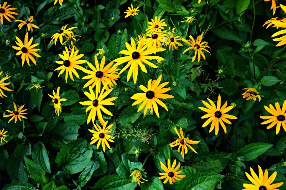 Free Image of Yellow Flowers and Green Leaves  