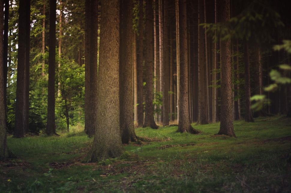 Free Image of Trees in forest  