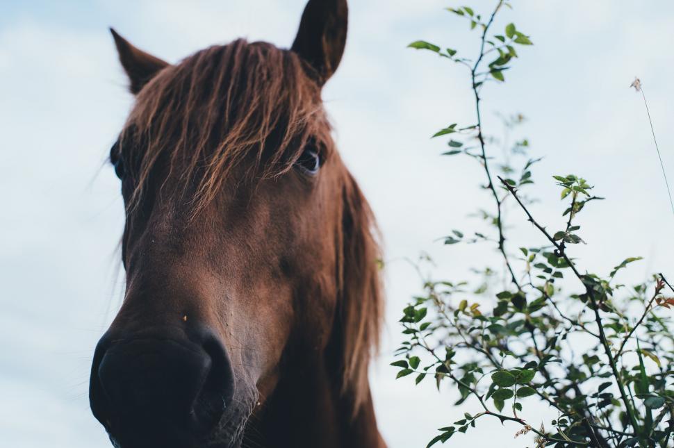 Free Image of Brown Horse  