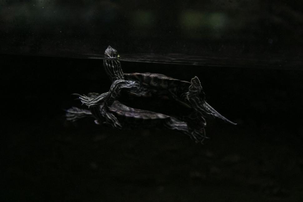 Free Image of Dark View of Turtles in water  
