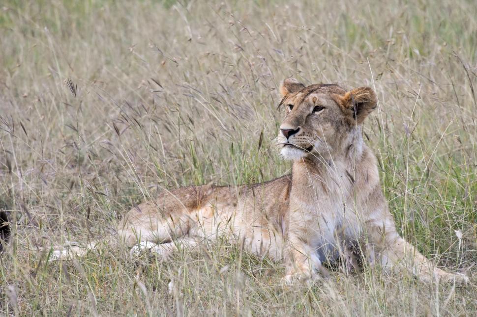 Free Image of Lioness in grass  