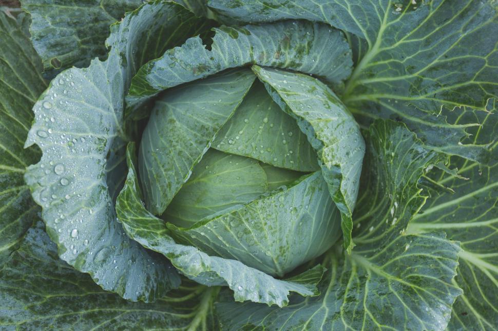 Free Image of Green cabbage 