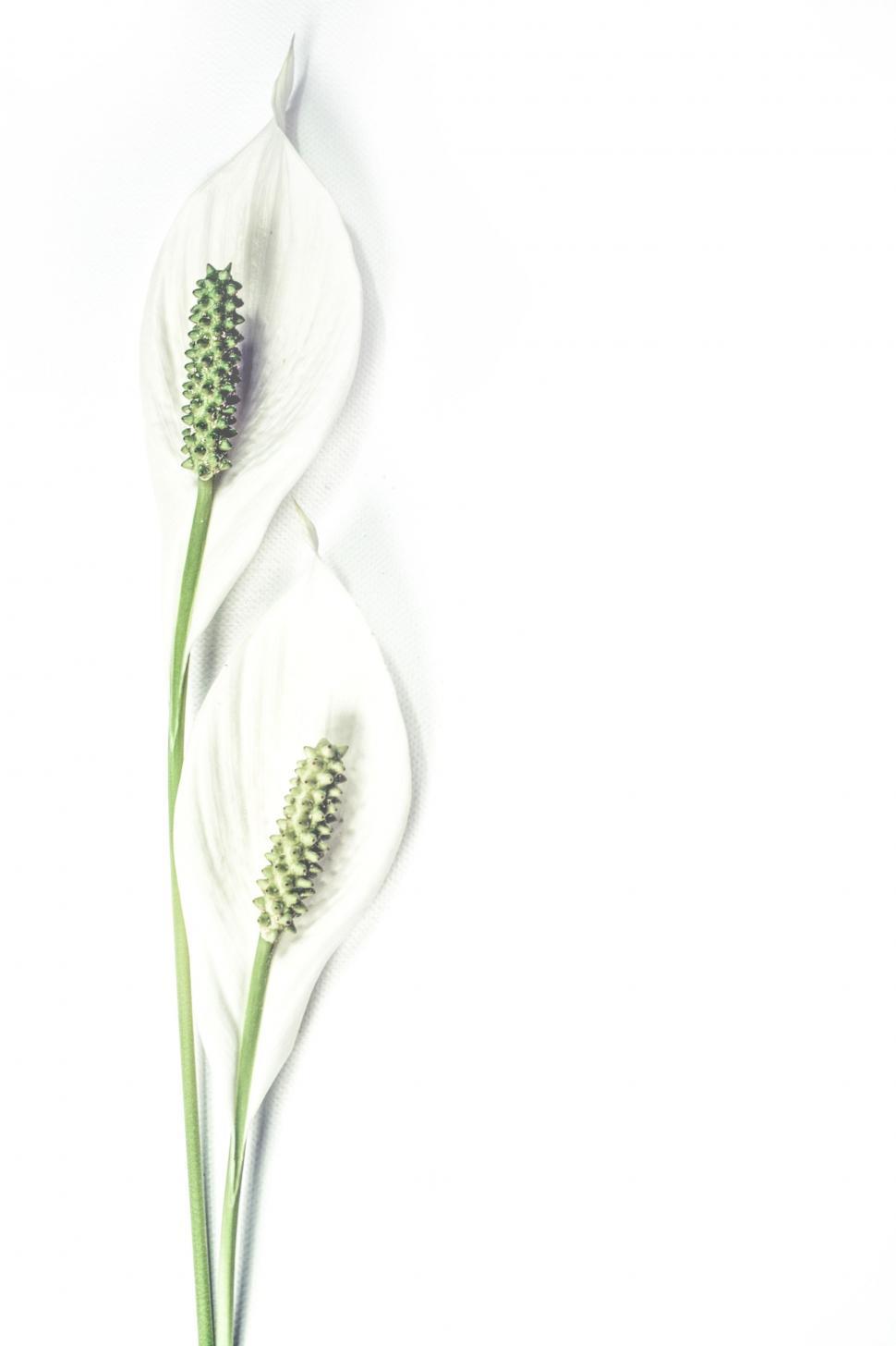 Free Image of White Lily Flowers  