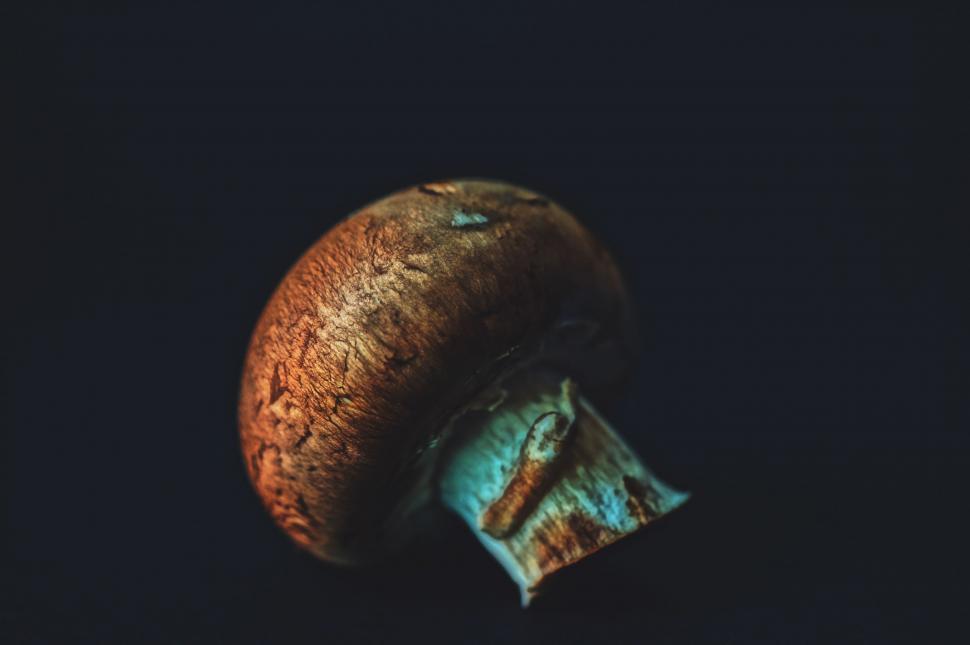 Free Image of Mushroom  