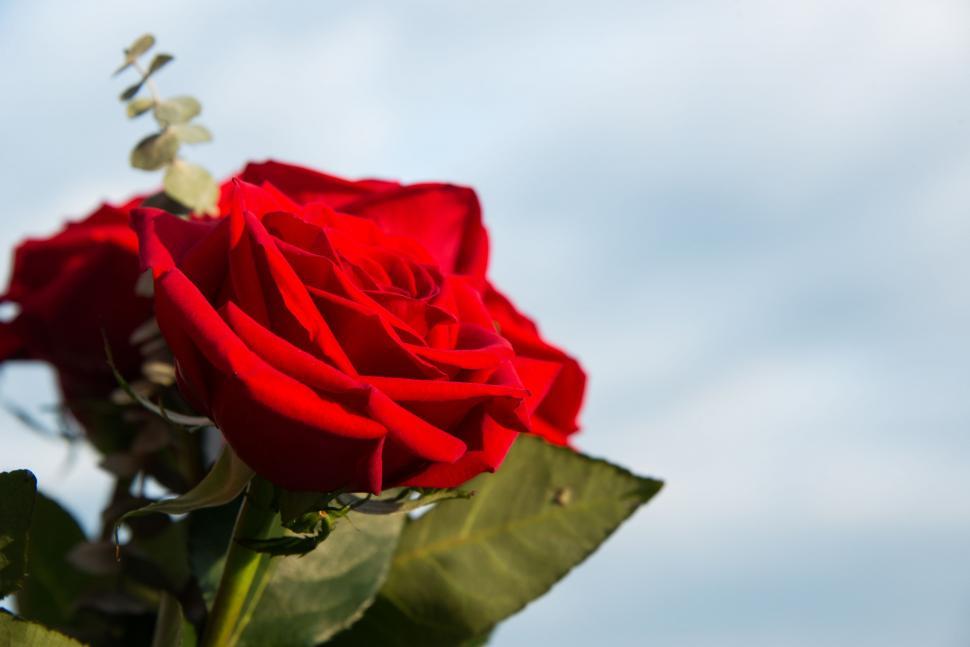 Free Image of Red rose and sky  