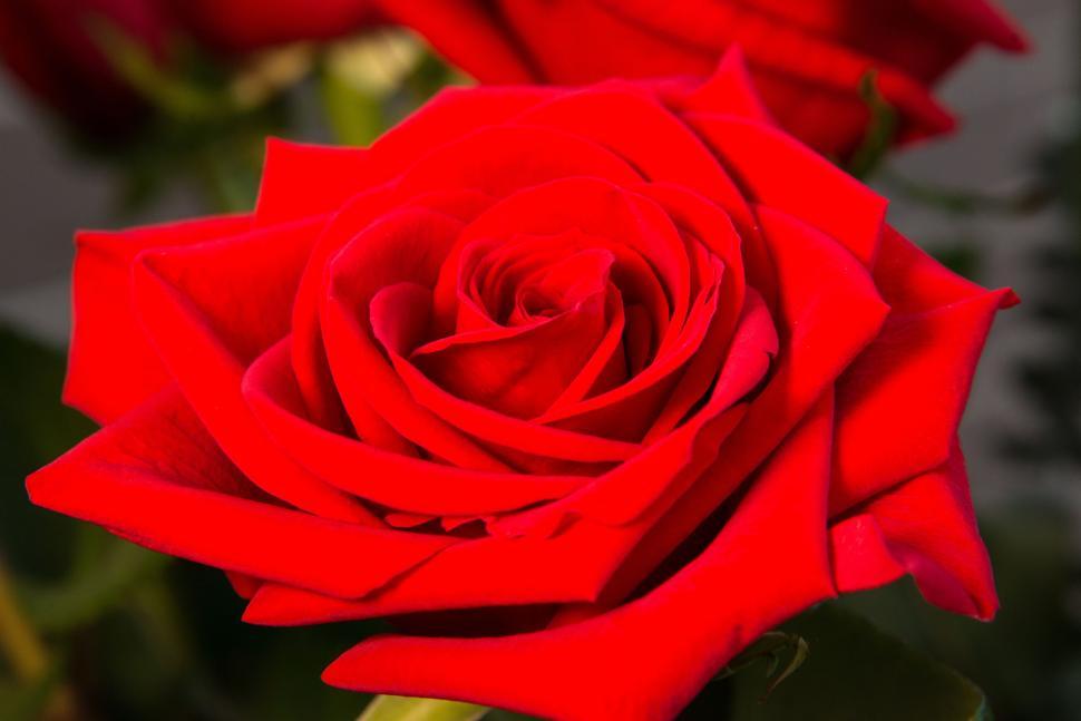 Free Image of Red Rose - Detailing  