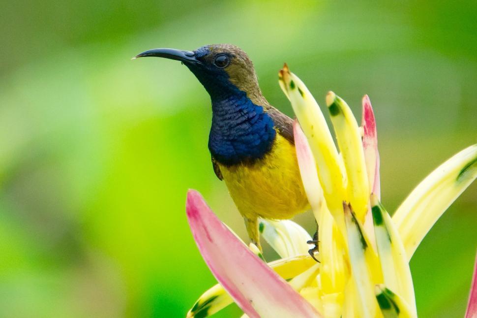 Free Image of Bird on yellow flower  