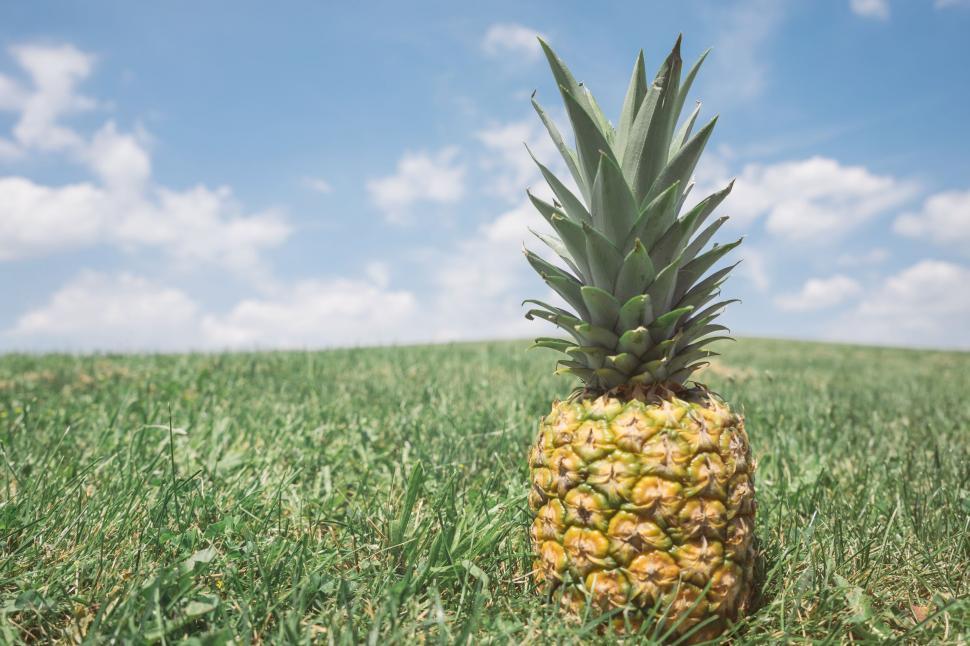 Free Image of Pineapple on grass  