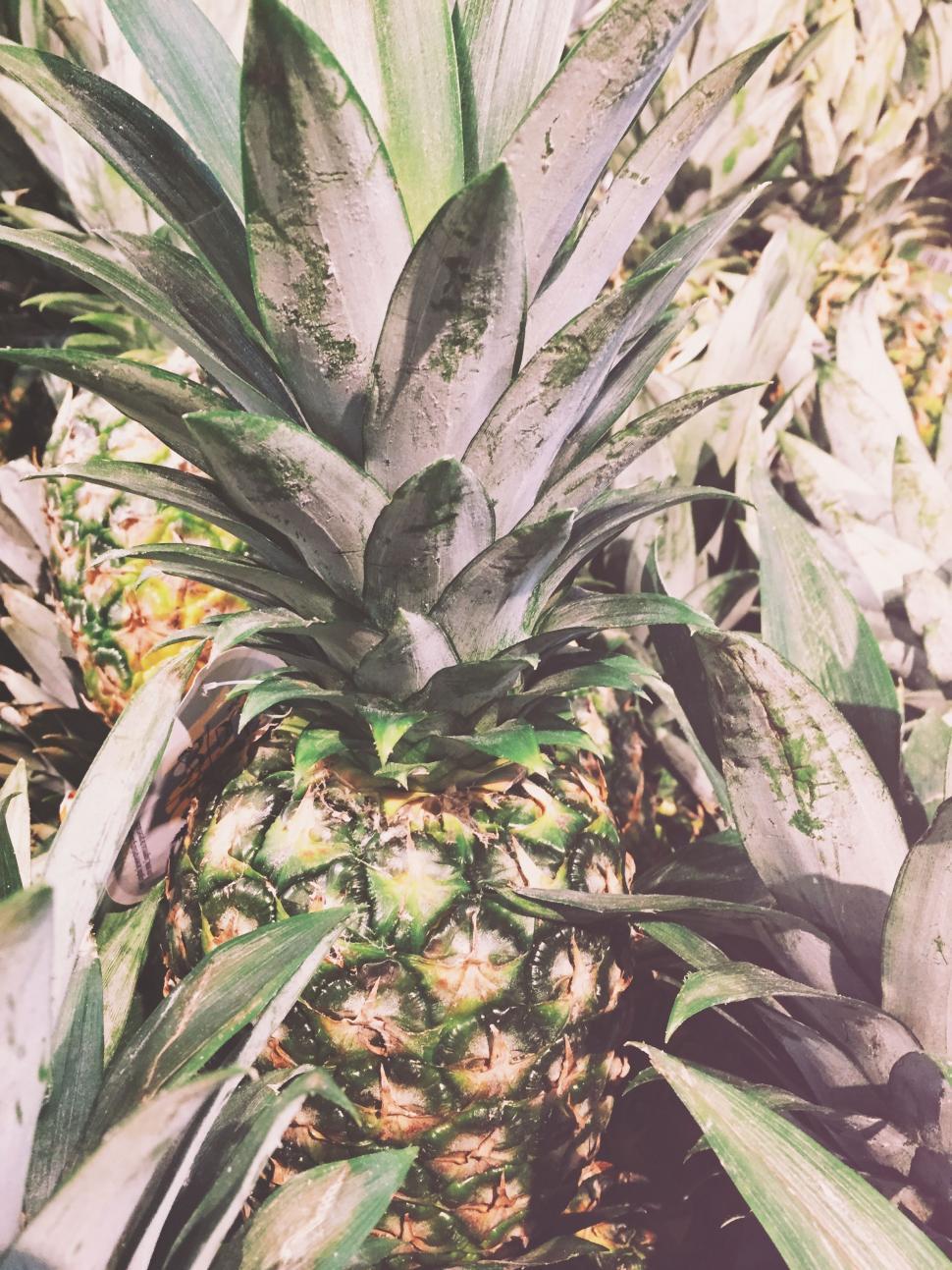 Free Image of Pineapple with green leaves 