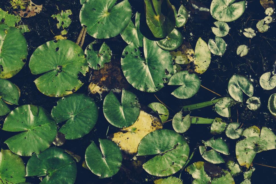 Free Image of Water Plants  