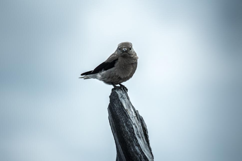 Free Image of Grey Bird  