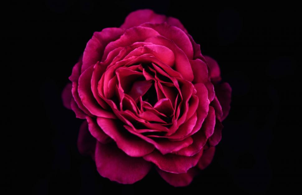 Free Image of Rose on black background  