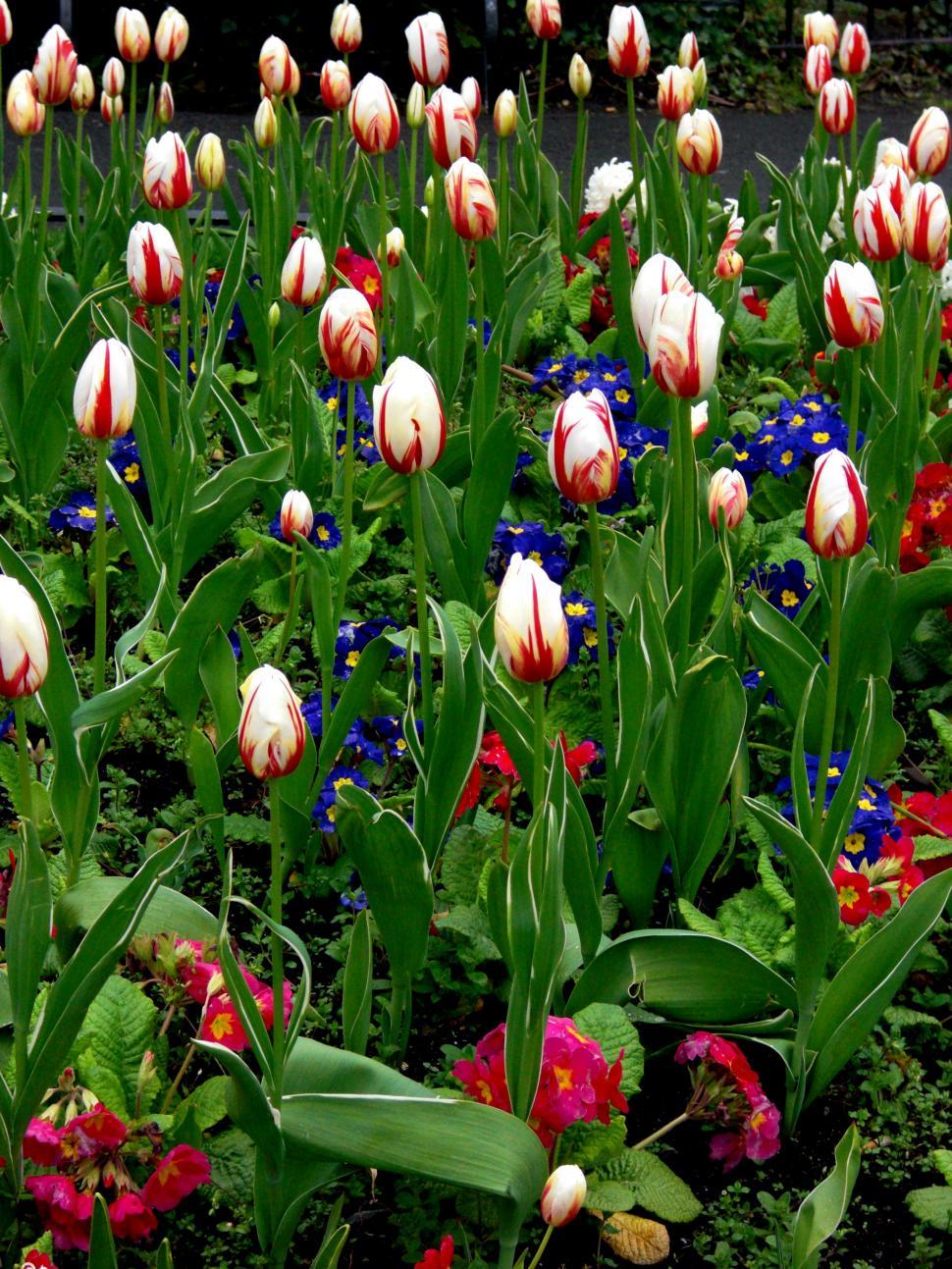 Free Image of Field of Red, White, and Blue Flowers 