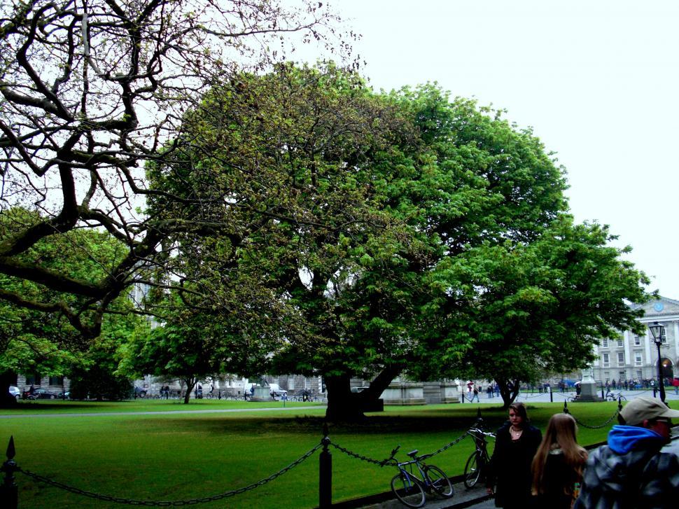 Free Image of Group of People Walking Down Sidewalk Next to Tree 