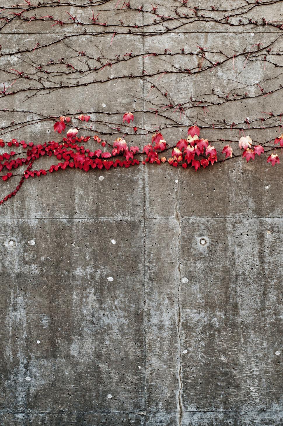 Free Image of Ivy Growing On Concrete Wall 
