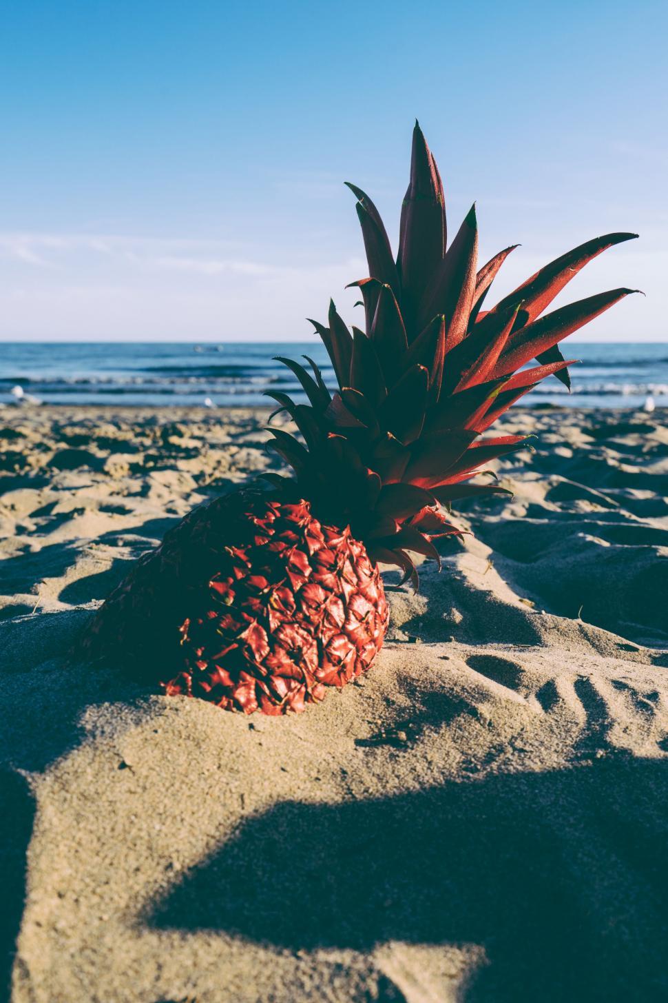 Free Image of Red Pineapple  