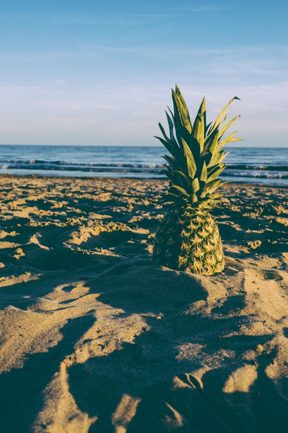 Free Image of Beach Sand and Pineapple  