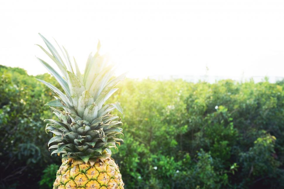 Free Image of Pineapple and Sunlight  