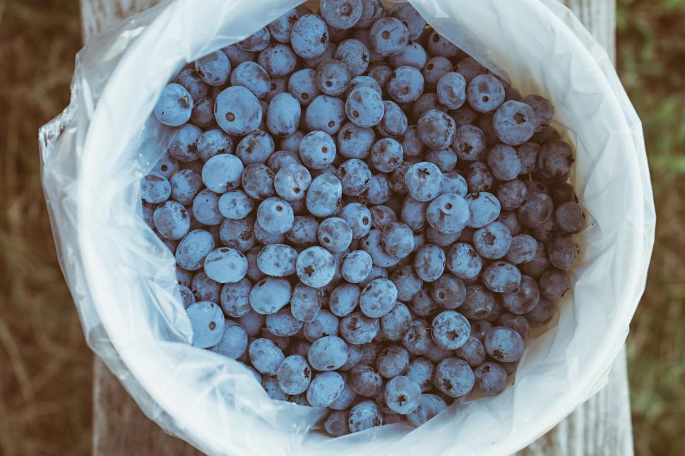 Free Image of Blueberries in Bucket  