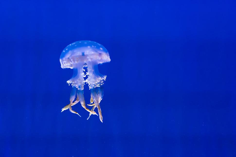 Free Image of Translucent Jellyfish 