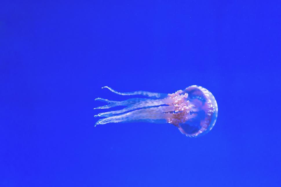 Free Image of Jellyfish in blue water  
