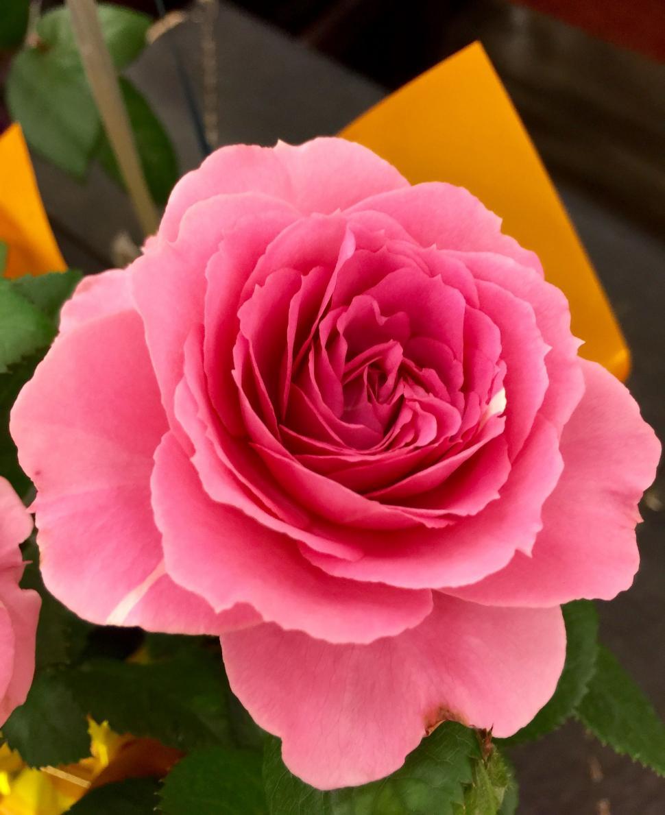 Free Image of Blooming Pink Flower  