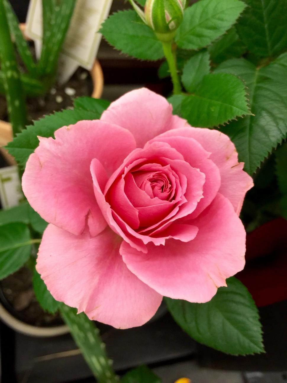 Free Image of Growing Pink Flower  
