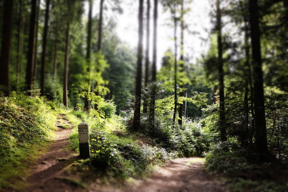 Free Image of Pathway in Forest  