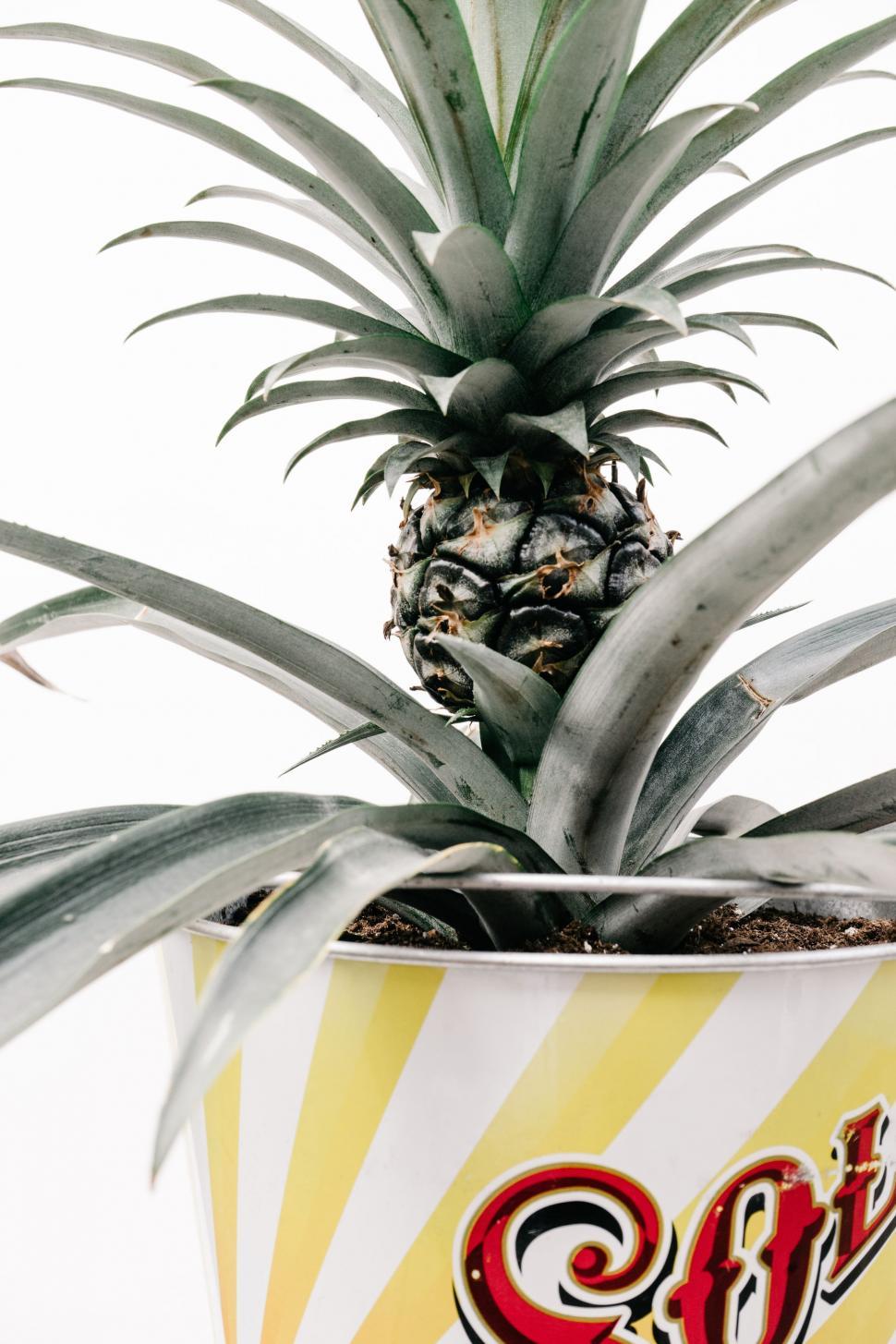 Free Image of Pineapple in Pot  