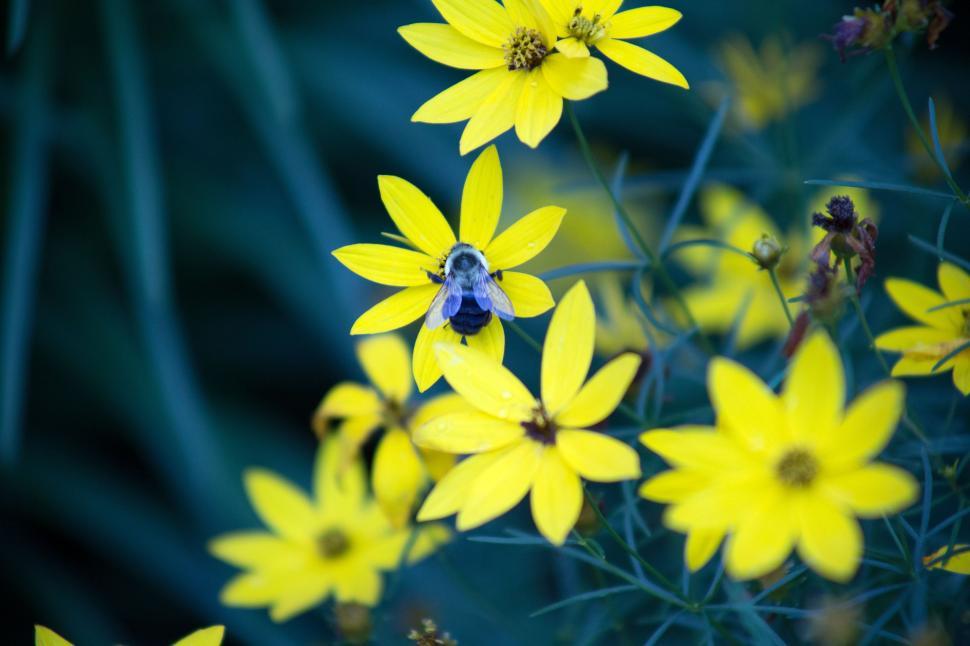 Free Image of Yellow Flowers and Bee  