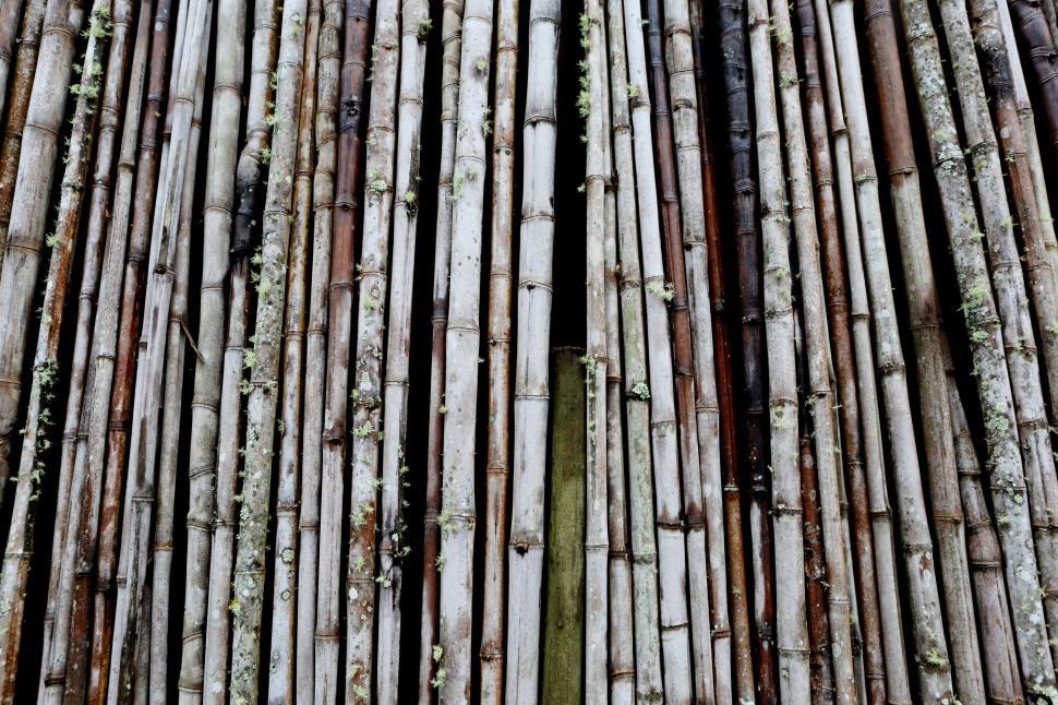 Free Image of Background of bamboo sticks 