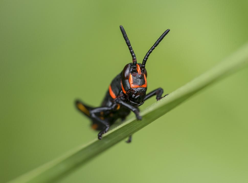 Free Image of Black Insect on green background  