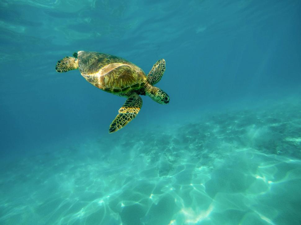 Free Image of Sea turtle in clear water  