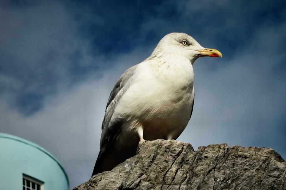 Free Image of Low Angle view of Seagull on rock 