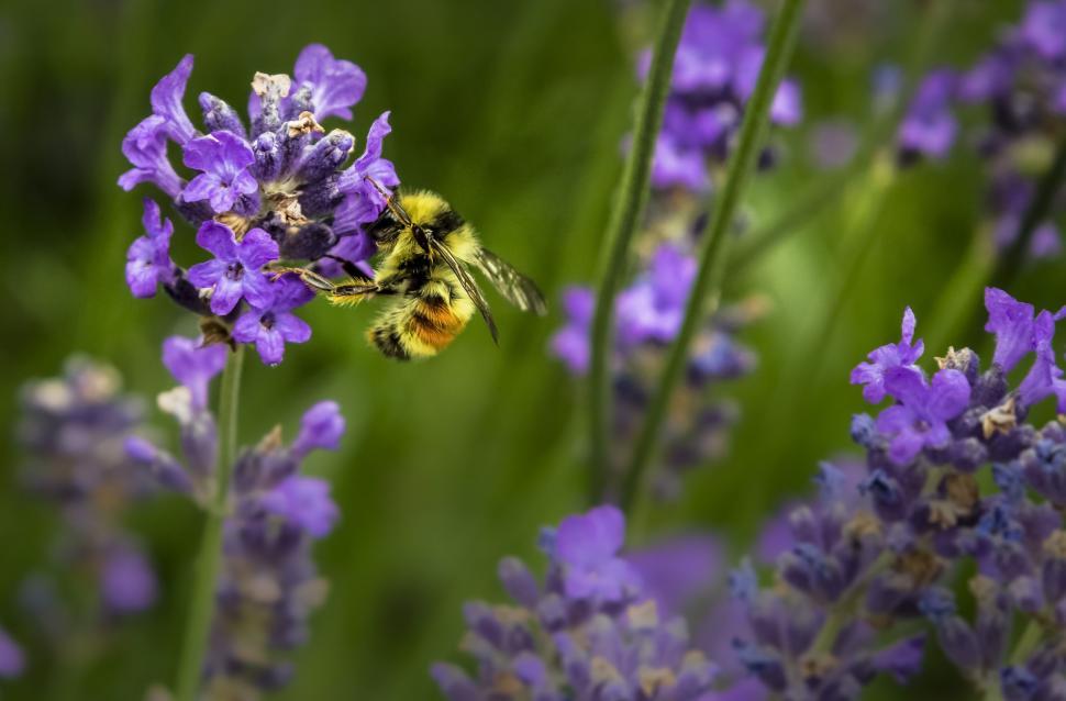 Free Image of Yellow Bee on Lavender Flowers 