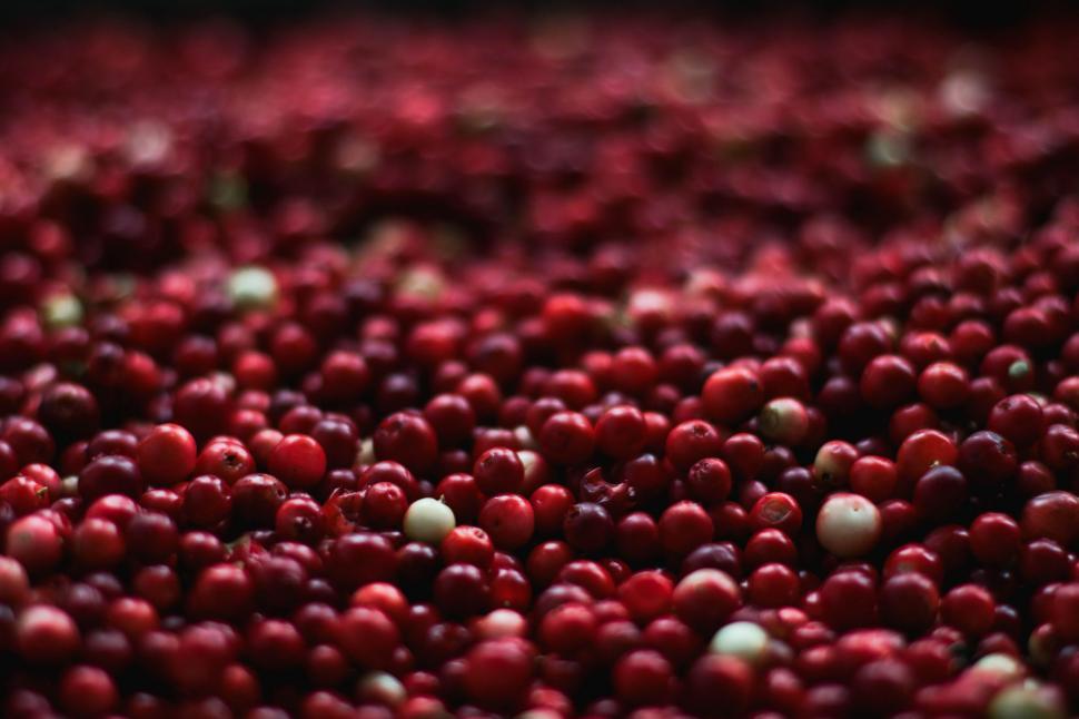 Free Image of Red cranberries - background  