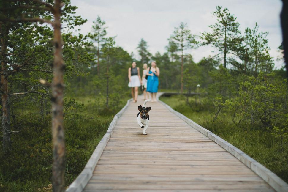 Free Image of Dog on pathway in park  
