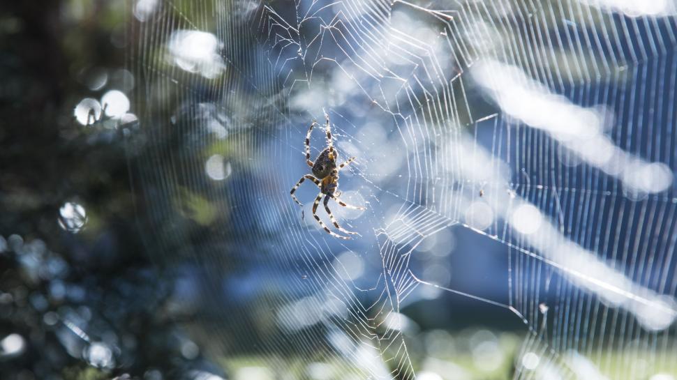 Free Image of Spider web 
