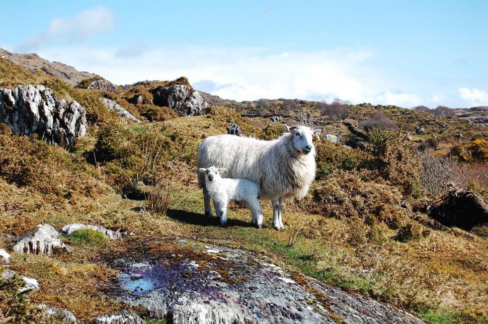 Free Image of lamb and sheep 
