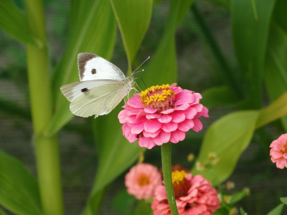 Free Image of Butterfly on Pink Flower 