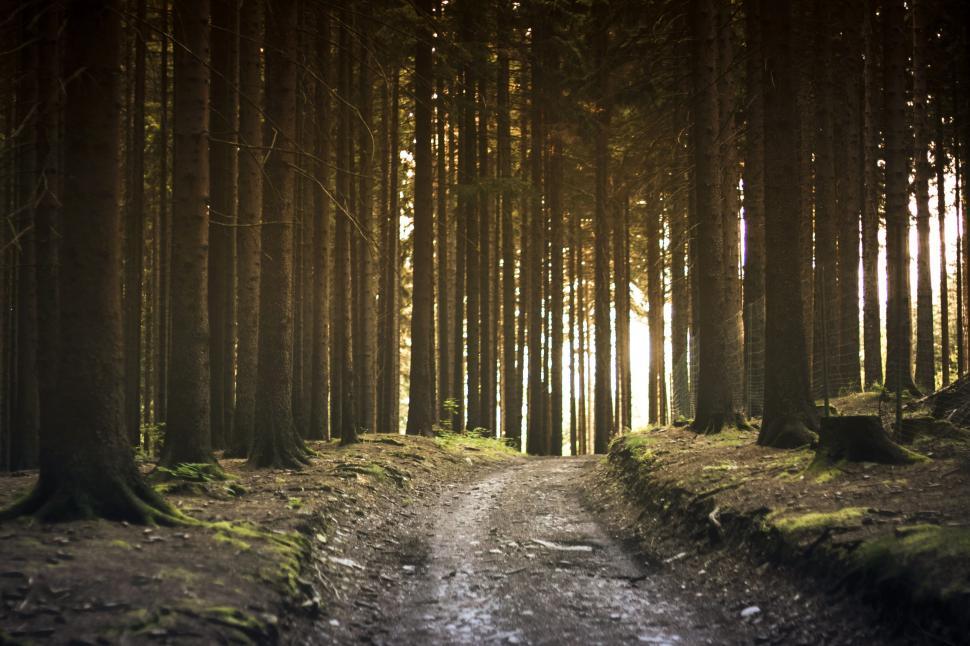 Free Image of Forest Walkway 