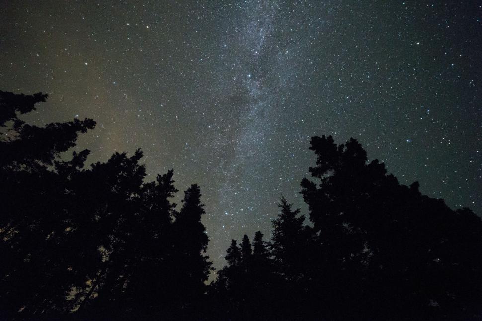 Free Image of Trees silhouette with starry sky 