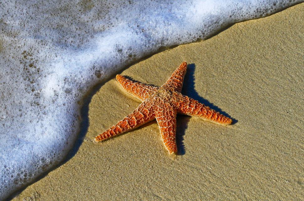 Free Image of Starfish on beach sand  