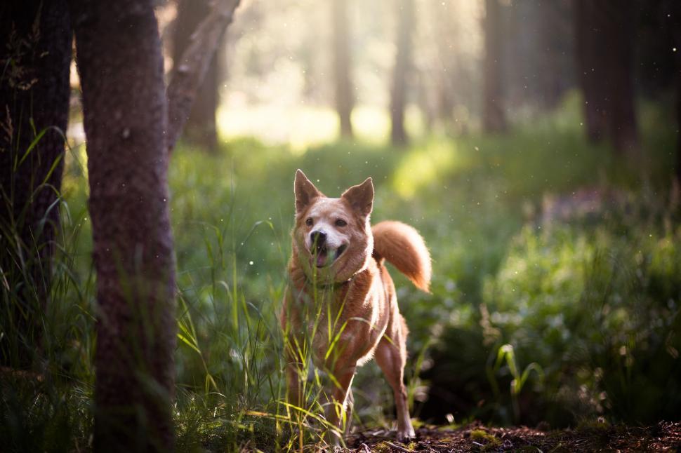 Free Image of Dog in Forest  