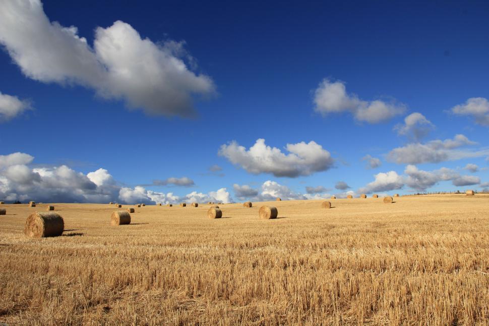 Free Image of Hay field  