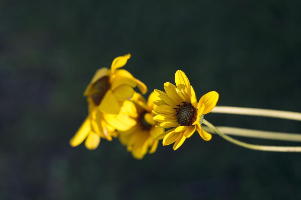 Free Image of Two Yellow Flowers  
