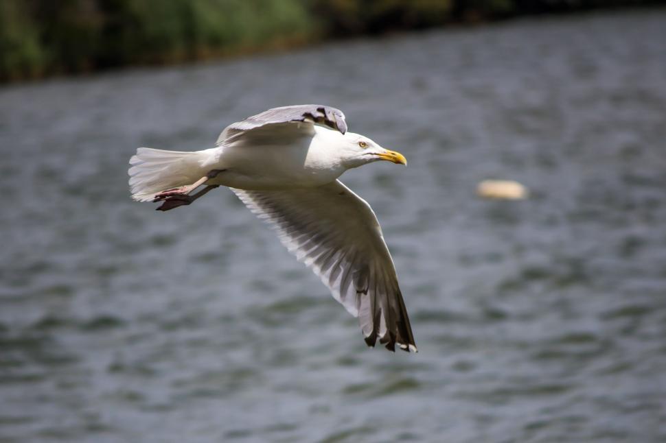 Free Image of Seagull Flying over Ocean  